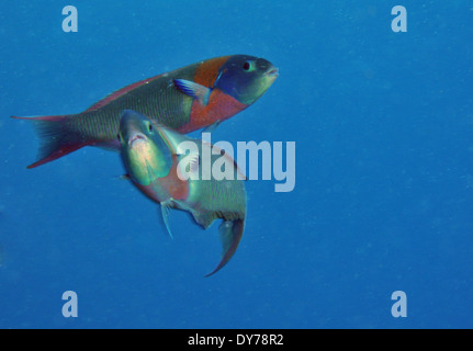 Sattel, Lippfische, Thalassoma Duperrey, endemische Arten von Hawaii, Kahe Point, Oahu, Hawaii, USA Stockfoto