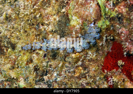 Blauer Drache Nacktschnecken, Pteraeolidia Ianthina, Kahe Point, Oahu, Hawaii, USA Stockfoto