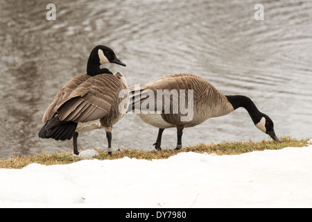 Zuchtpaar Kanadagänse. Gander hat Brust von Weibchen mit einem anderen männlichen Streit verletzt. Stockfoto