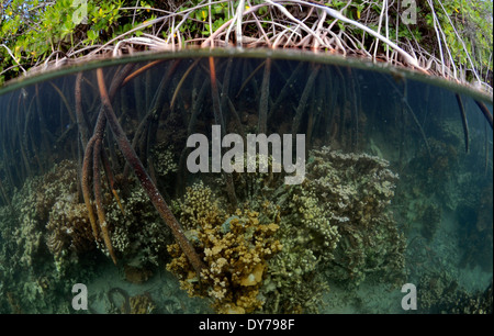 Coral Reef wächst über die Wurzeln der Mangroven Bäume, Coconut Island, Kaneohe Bay, Oahu, Hawaii, USA Stockfoto