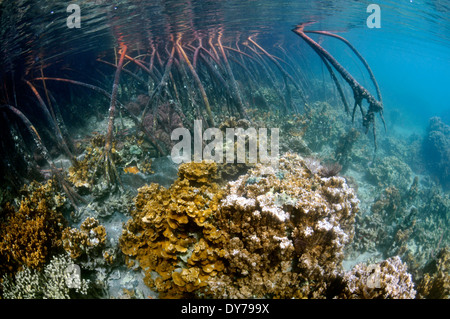 Coral Reef wächst über die Wurzeln der Mangroven Bäume, Coconut Island, Kaneohe Bay, Oahu, Hawaii, USA Stockfoto