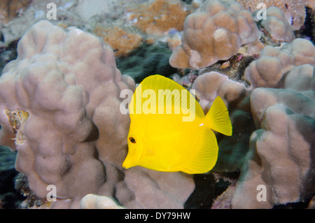 Gelbe Tang, Zebrasoma Flavescens, Oahu, Hawaii, USA Stockfoto