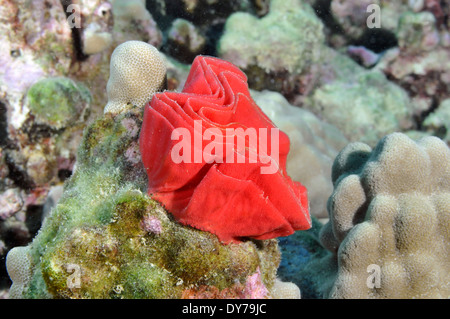 Roten Eiern der spanische Tänzerin Nacktschnecken, Hexabranchus Sanguineus, Oahu, Hawaii, USA Stockfoto