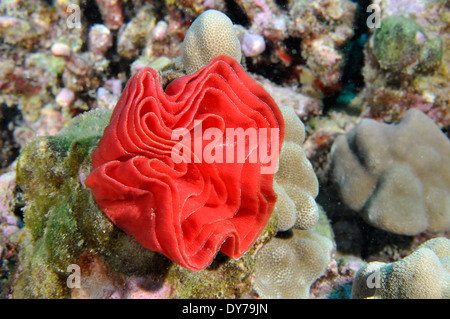 Roten Eiern der spanische Tänzerin Nacktschnecken, Hexabranchus Sanguineus, Oahu, Hawaii, USA Stockfoto