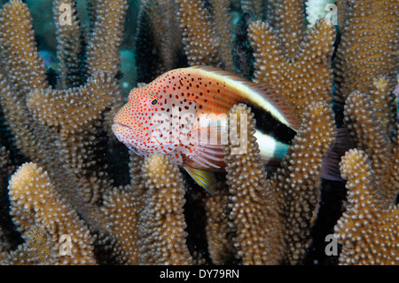 Blackside Hawkfish, Paracirrhites Forsteri, in einem Pocillopora Coral, Oahu, Hawaii, USA Stockfoto