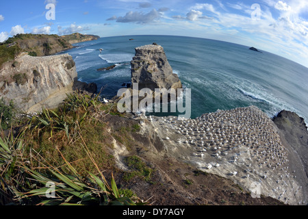 Muriwai Tölpelkolonie, Morus Serrator, an der Klippe in den Sonnenuntergang am Muriwai Beach, North Island, Neuseeland Stockfoto