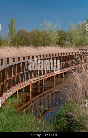 Tablas de Daimiel Nationalpark - Feuchtgebiet und Promenade, Ciudad Real-Provinz, Region Castilla - La Mancha, Spanien, Europa Stockfoto