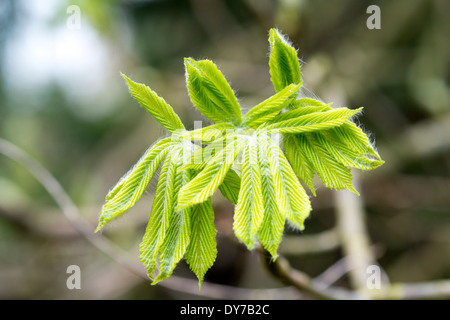 Young Rosskastanie Baumblätter im Frühjahr UK Stockfoto