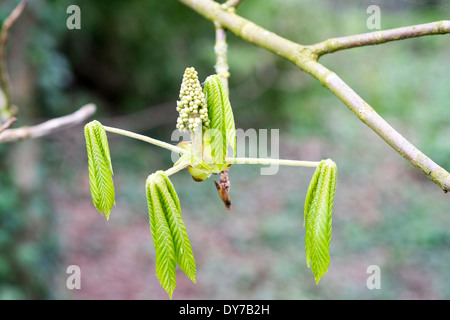 Young Rosskastanie Baumblätter im Frühjahr UK Stockfoto