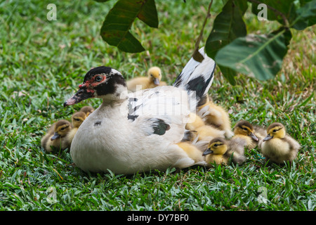 Mutter Ente mit Entchen, Los Llanos, Venezuela Stockfoto