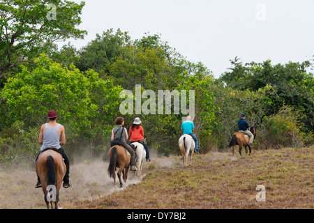 Touristen, Reiten auf dem Pferd, Los Llanos, Venezuela Stockfoto