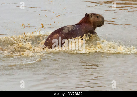 Wasserschwein (Hydrochoerus Hydrochaeris) in den Fluss, Los Llanos, Venezuela Stockfoto