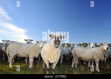 Schafe, Ovis Aries, in einem Feld-Hof, Südinsel, Neuseeland Stockfoto