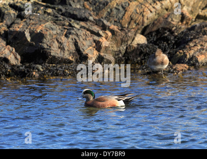 Amerikanische Pfeifente, Anas Americana, männliche schwimmen Stockfoto
