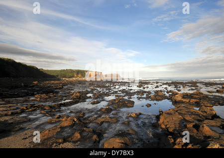 Versteinerte Fossilien Wald bei Sonnenuntergang, Curio Bay, Catlins Coast, Südinsel, Neuseeland Stockfoto