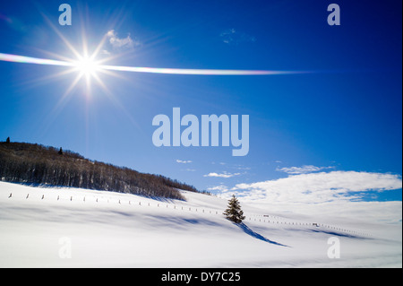 Einsamer Baum wirft lange Schatten auf Schnee, Bridger Wilderness, Wind River Range Mountains, Wyoming, USA Stockfoto