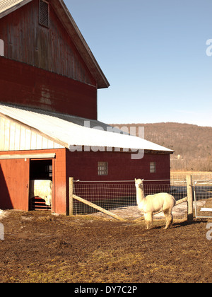 Alpaka auf dem Bauernhof Stockfoto