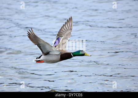 Stockente Anas Platyrhynchos. Männchen im Flug in Esquimalt Lagune, Vancouver Island Stockfoto