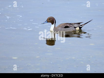 Nördlichen Pintail Ente, Anas Acuta. Männlich, Schwimmen in Esquimalt Lagune, Vancouver Island, im Frühjahr Stockfoto