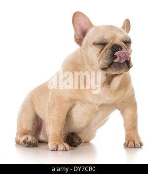 Hund leckt Lippen - französische Bulldogge leckte die Lippen isoliert auf weißem Hintergrund Stockfoto