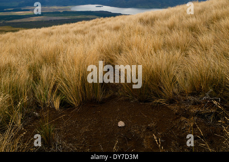 Kleinen Stein am Boden neben Feld Rasen entlang des Weges der Tongariro Alpine Crossing, Neuseeland. Stockfoto