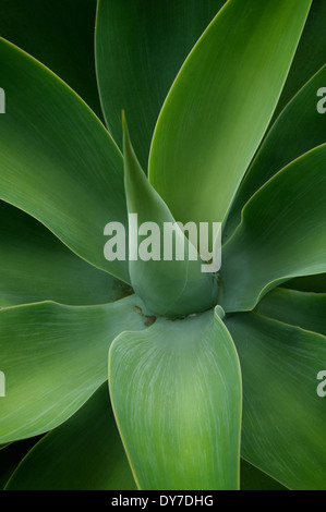 Aloe-Pflanze in der Nähe von Hot Water BEach auf der Coromandel Halbinsel Neuseelands. Stockfoto