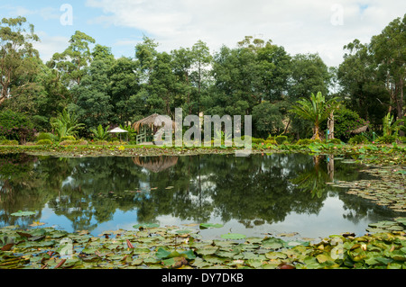 Wichtigsten See Reflexionen, Blue Lotus Wassergärten, Yarra Junction, Victoria, Australien Stockfoto