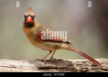 Eine weibliche Kardinal posieren für mich in der Nähe der Feeder. Stockfoto