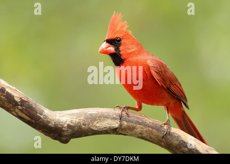 Eine männliche Kardinal posieren für mich in der Nähe von Vogel-Zufuhr. Stockfoto