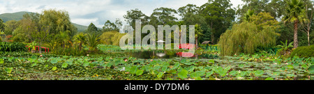Blue Lotus Wassergärten Panorama, Yarra Junction, Victoria, Australien Stockfoto