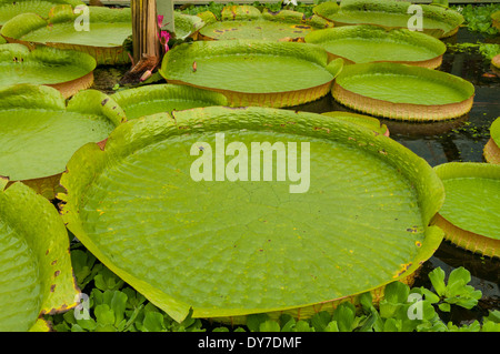 Riesigen Victoria Amazonia Seerosen Stockfoto