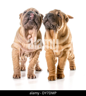 zwei chinesische Shar pei Welpen isoliert auf weißem Hintergrund - 4 Monate alt Stockfoto