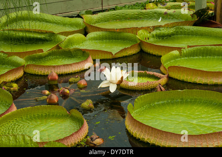 Riesigen Victoria Amazonia Lily Stockfoto