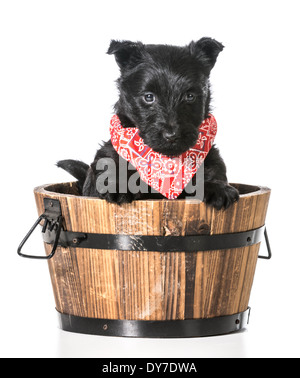 Scottish Terrier Welpen in einem hölzernen Waschbecken isoliert auf weißem Hintergrund Stockfoto