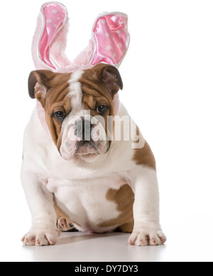englische Bulldogge trägt Hasenohren Stockfoto