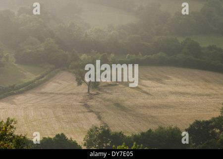 Weiches Licht glänzt durch eine After-regen Nebel, Hervorhebung ein Baum steht in einem Acker. Stockfoto