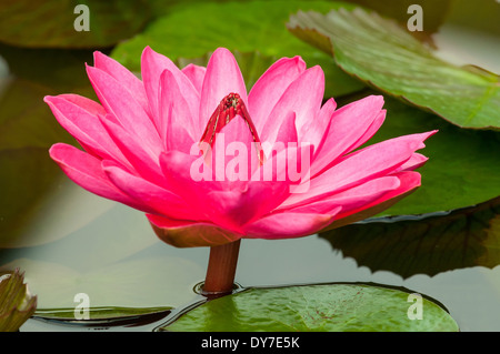 Nymphaea Antares, rote Nacht Wasser Lilie Stockfoto