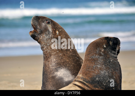 Endemische Hooker Seelöwen, Phocarctos Hookeri, einer der weltweit seltensten Arten von Seelöwen, Catlins Küste, Neuseeland Stockfoto