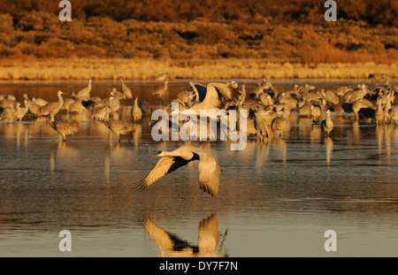 Kraniche in einem Teich und fliegen über das Wasser und die Hügel im Bosque Del Apache National Wildlife Reserve, New-Mexico-USA Stockfoto