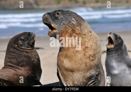 Endemische Hooker Seelöwen Familie, Phocarctos Hookeri, einer der weltweit seltensten Arten von Seelöwen, Catlins Küste, Neuseeland Stockfoto