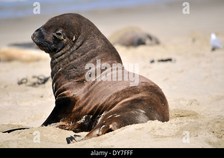 Endemische Hooker Seelöwen Pup, Phocarctos Hookeri, einer der weltweit seltensten Arten von Seelöwen, Catlins Küste, Neuseeland Stockfoto