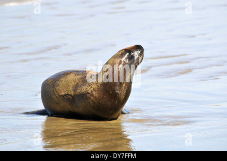 Endemische Hooker Seelöwen, Phocarctos Hookeri, eine der seltensten Arten von Seelöwen in der Welt, Catlins Küste, Neuseeland Stockfoto