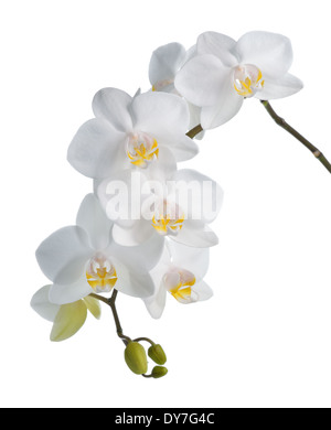 Weiße Orchidee Phalaenopsis isoliert auf weißem Hintergrund. Tropische Blüten. Stockfoto