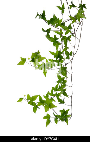 Einige dichten Efeu (Hedera) Stämme isoliert auf weißem Hintergrund. Kletterpflanze Efeu Stamm mit jungen grünen Blätter. Stockfoto