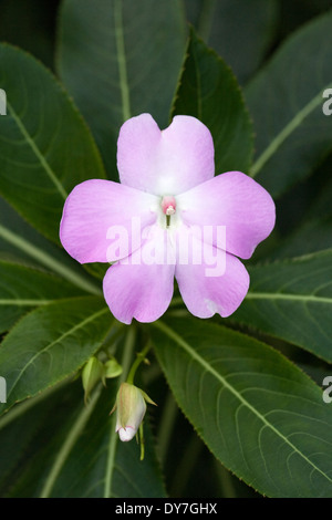 Impatiens Sodenii Blume wächst in einer geschützten Umgebung. Stockfoto