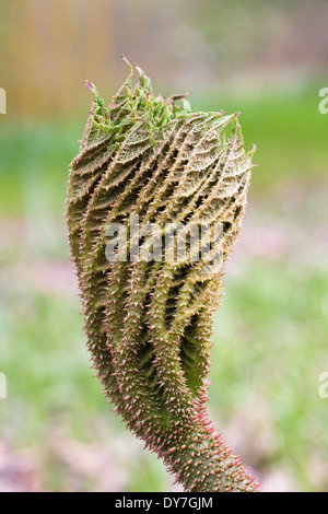Keimhaft Gunnera Manicata verlässt. Stockfoto