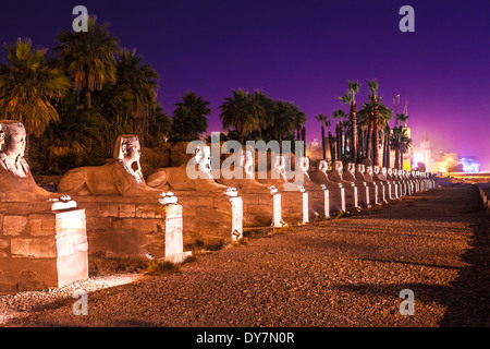 Ein Teil der Allee der Widderköpfige Sphingen, die bis zur Einfahrt in den Tempel des Amun in Karnak führt. Stockfoto