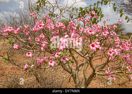 Desert rose Blumen (Adenium Obesum) blühen im Omo-Tal, Äthiopien Stockfoto