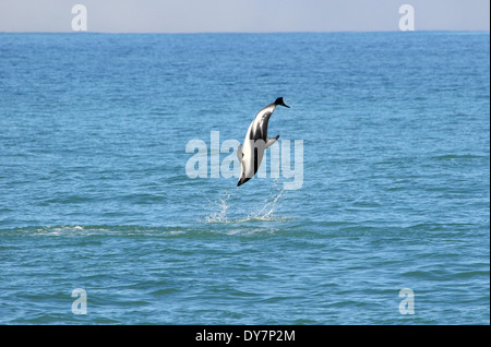 Altrosa Delphin, Lagenorhynchus Obscurus, springen, Kaikoura, Südinsel, Neuseeland Stockfoto