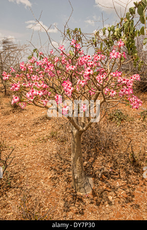 Desert rose Blumen (Adenium Obesum) blühen im Omo-Tal, Äthiopien Stockfoto